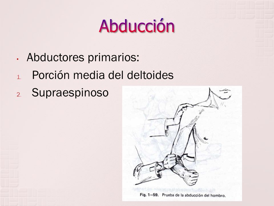 Abducción Abductores primarios: Porción media del deltoides