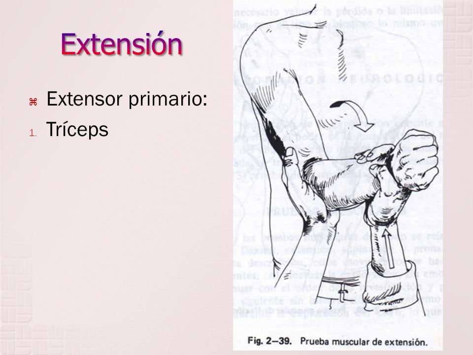 Extensión Extensor primario: Tríceps