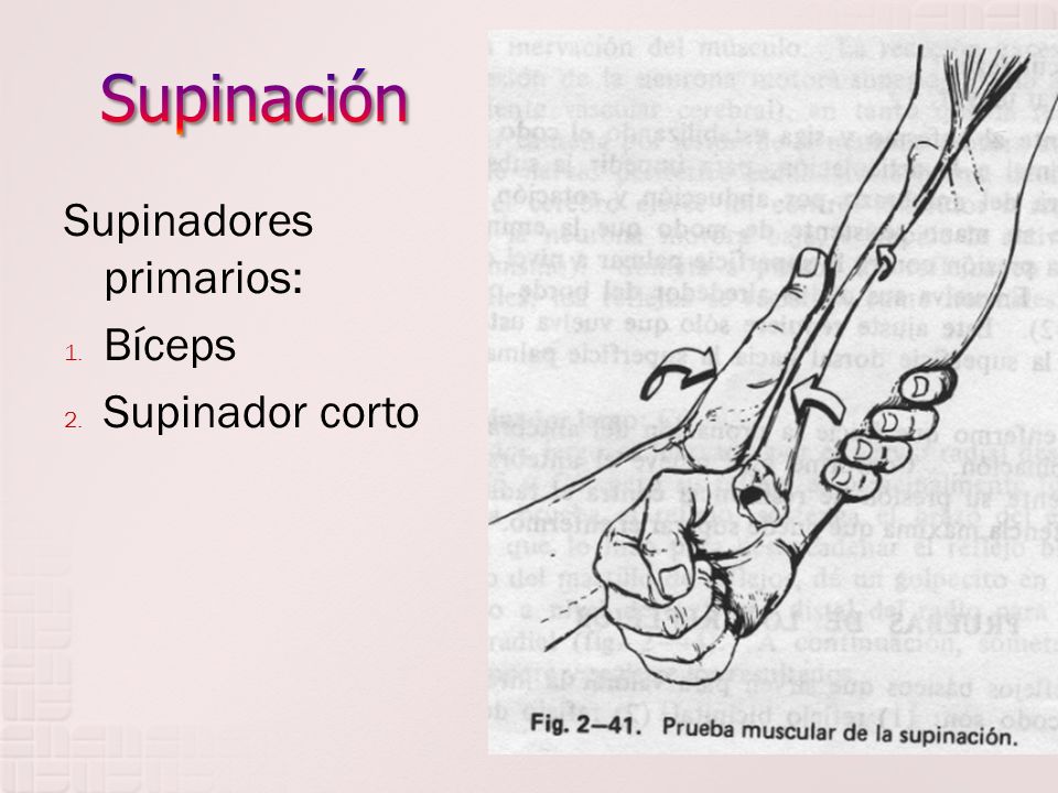 Supinación Supinadores primarios: Bíceps Supinador corto