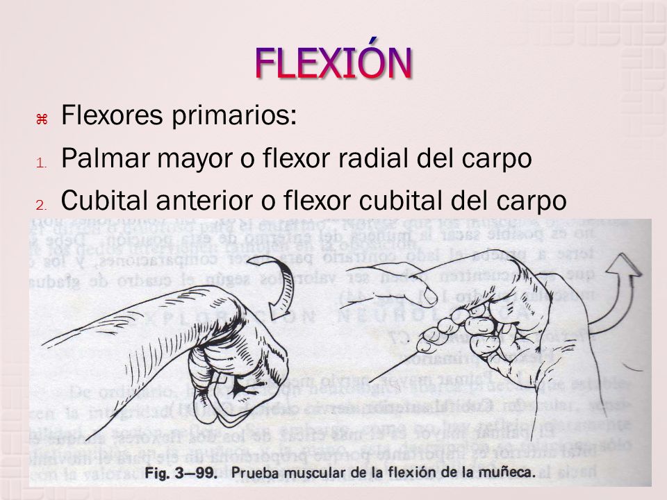 FLEXIÓN Flexores primarios: Palmar mayor o flexor radial del carpo