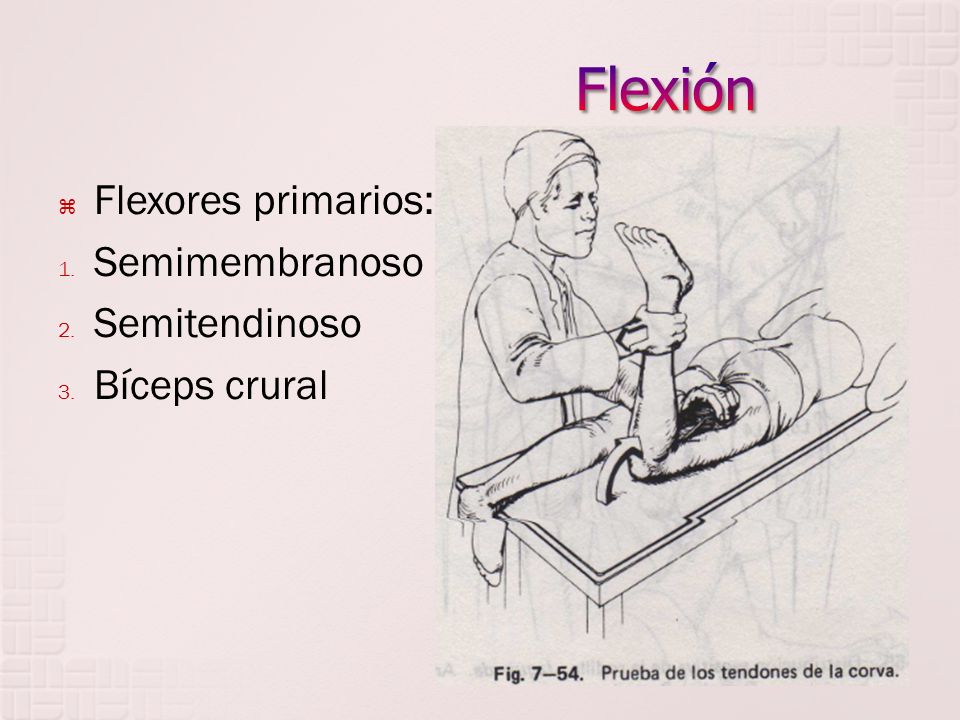 Flexión Flexores primarios: Semimembranoso Semitendinoso Bíceps crural