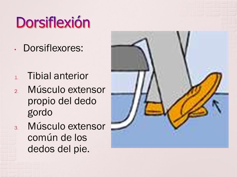 Dorsiflexión Dorsiflexores: Tibial anterior