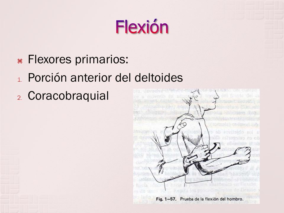 Flexión Flexores primarios: Porción anterior del deltoides