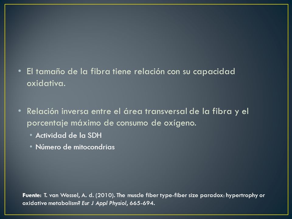 El tamaño de la fibra tiene relación con su capacidad oxidativa.