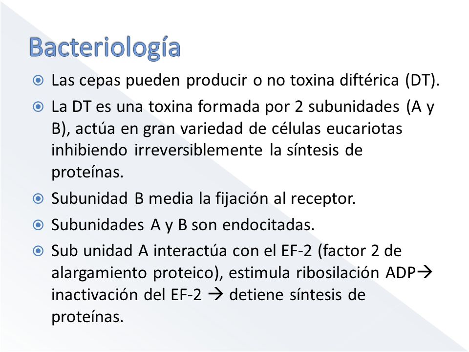 Bacteriología Las cepas pueden producir o no toxina diftérica (DT).