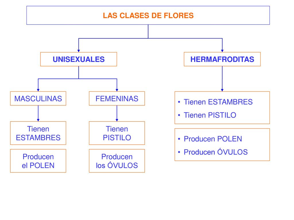 LAS CLASES DE FLORES UNISEXUALES. HERMAFRODITAS. MASCULINAS. FEMENINAS. Tienen ESTAMBRES. Tienen PISTILO.