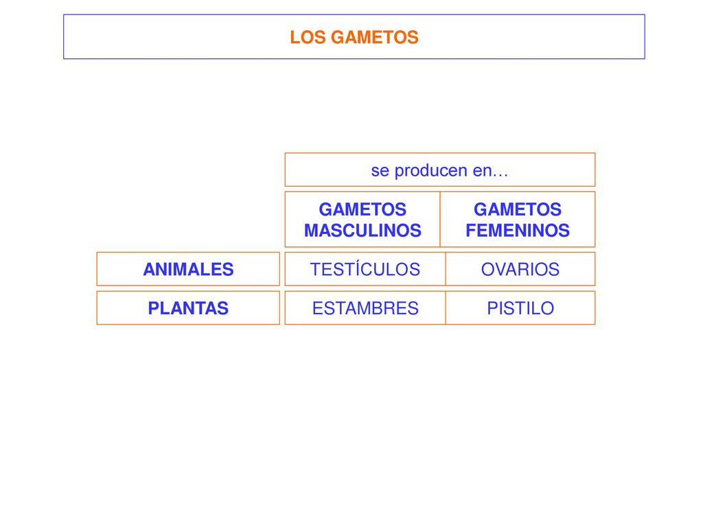 LOS GAMETOS se producen en… GAMETOS. MASCULINOS. GAMETOS. FEMENINOS. ANIMALES. TESTÍCULOS. OVARIOS.