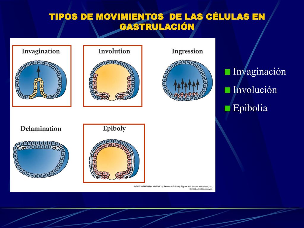 TIPOS DE MOVIMIENTOS DE LAS CÉLULAS EN GASTRULACIÓN
