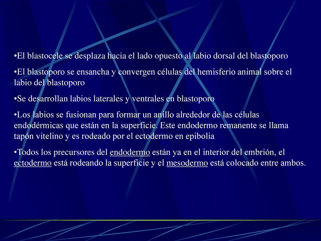 El blastocele se desplaza hacia el lado opuesto al labio dorsal del blastoporo