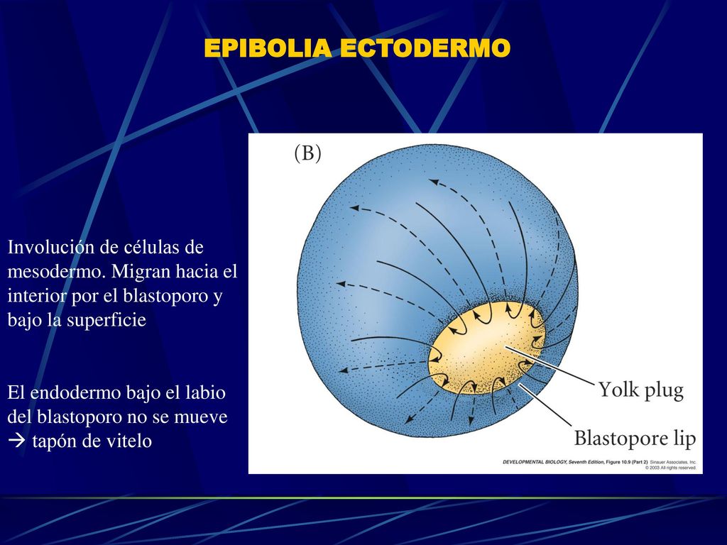 EPIBOLIA ECTODERMO Involución de células de mesodermo. Migran hacia el interior por el blastoporo y bajo la superficie.