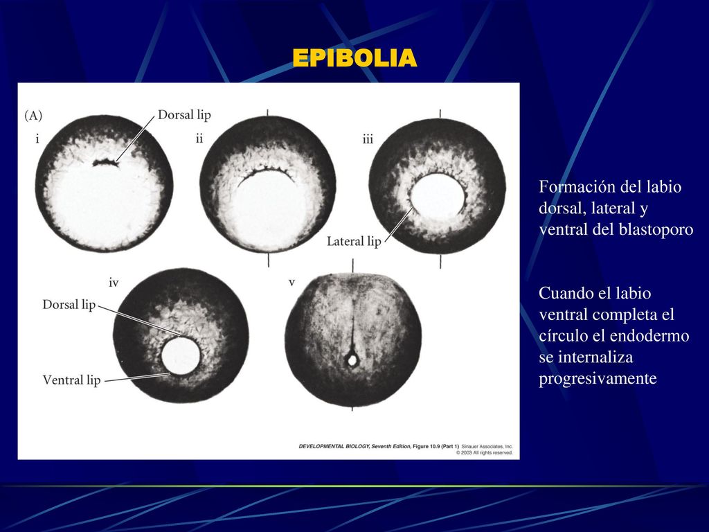 EPIBOLIA Formación del labio dorsal, lateral y ventral del blastoporo