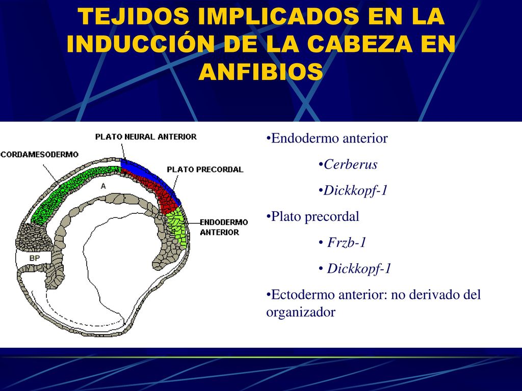 TEJIDOS IMPLICADOS EN LA INDUCCIÓN DE LA CABEZA EN ANFIBIOS