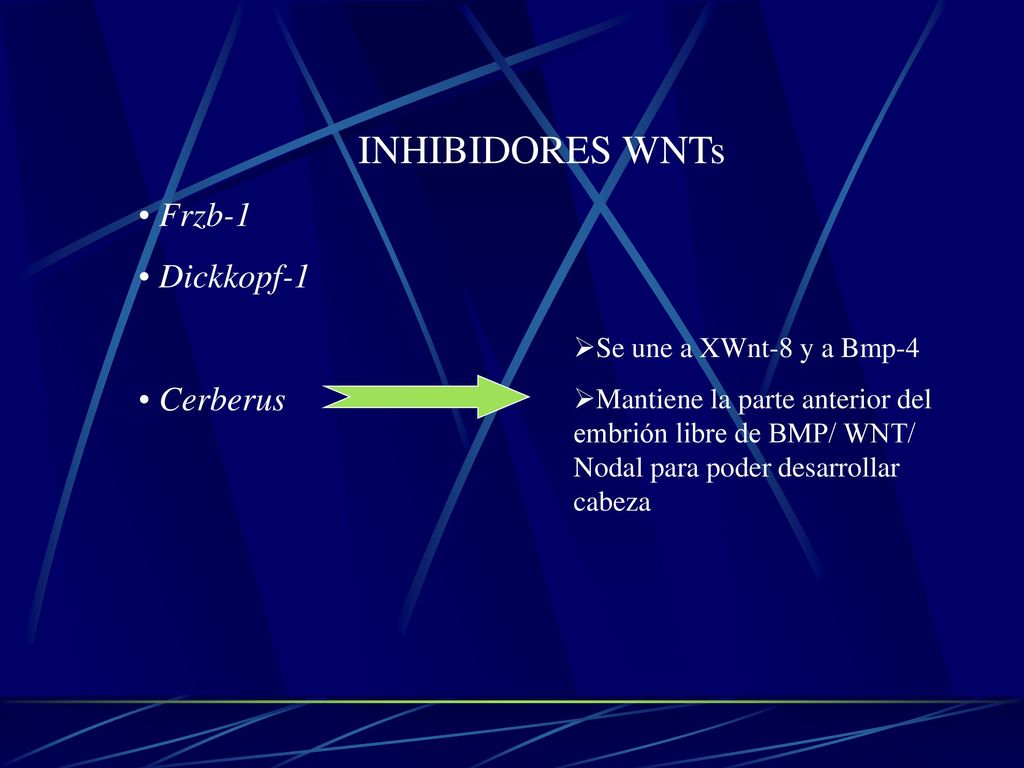 INHIBIDORES WNTs Frzb-1 Dickkopf-1 Cerberus Se une a XWnt-8 y a Bmp-4