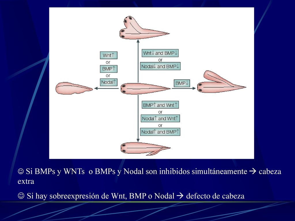 Si hay sobreexpresión de Wnt, BMP o Nodal  defecto de cabeza