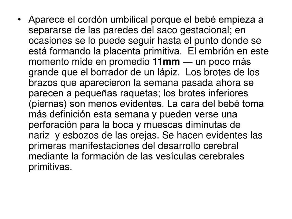 Aparece el cordón umbilical porque el bebé empieza a separarse de las paredes del saco gestacional; en ocasiones se lo puede seguir hasta el punto donde se está formando la placenta primitiva. El embrión en este momento mide en promedio 11mm — un poco más grande que el borrador de un lápiz. Los brotes de los brazos que aparecieron la semana pasada ahora se parecen a pequeñas raquetas; los brotes inferiores (piernas) son menos evidentes.