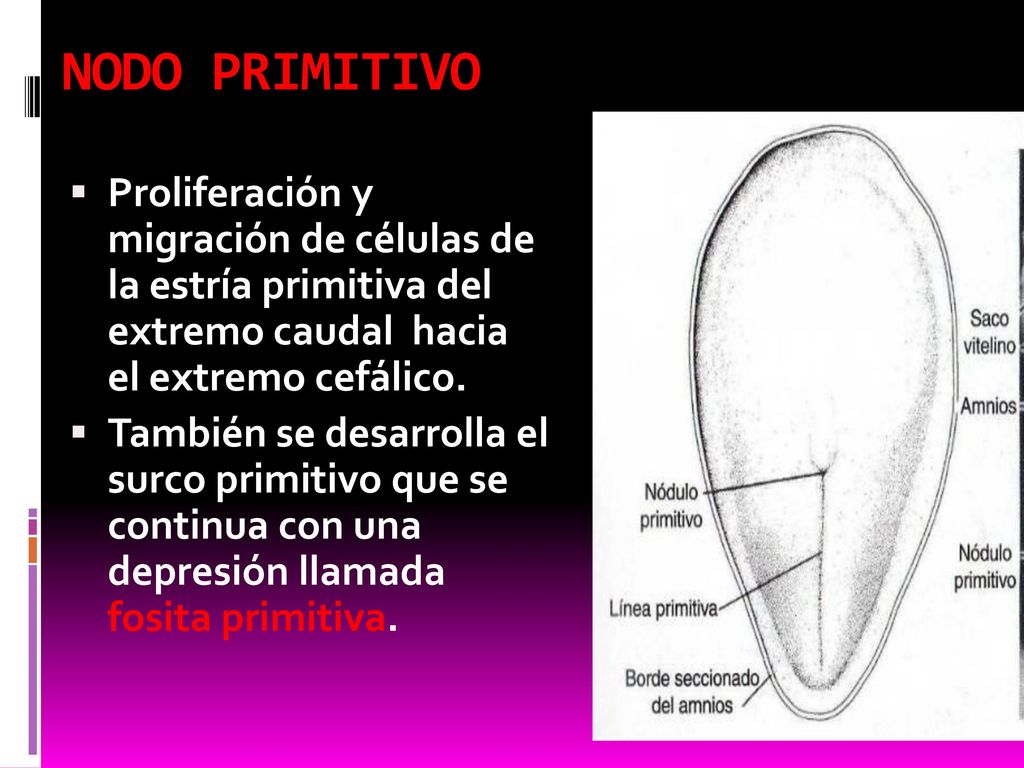 NODO PRIMITIVO Proliferación y migración de células de la estría primitiva del extremo caudal hacia el extremo cefálico.