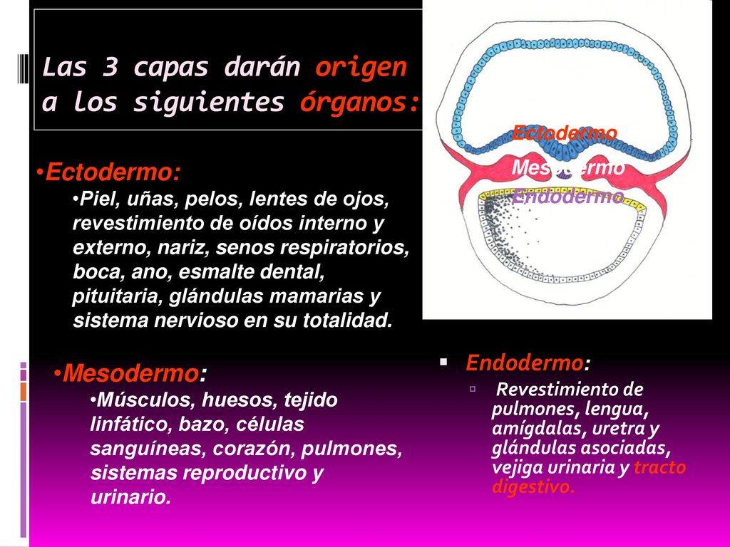 Las 3 capas darán origen a los siguientes órganos: