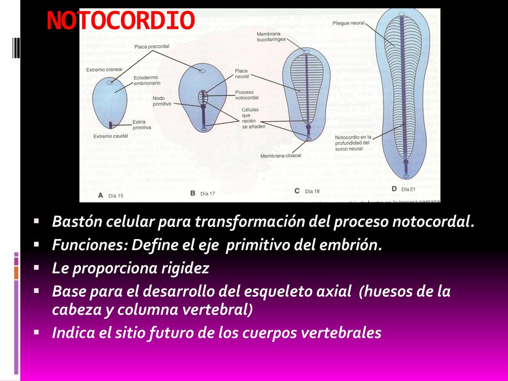 NOTOCORDIO Bastón celular para transformación del proceso notocordal.