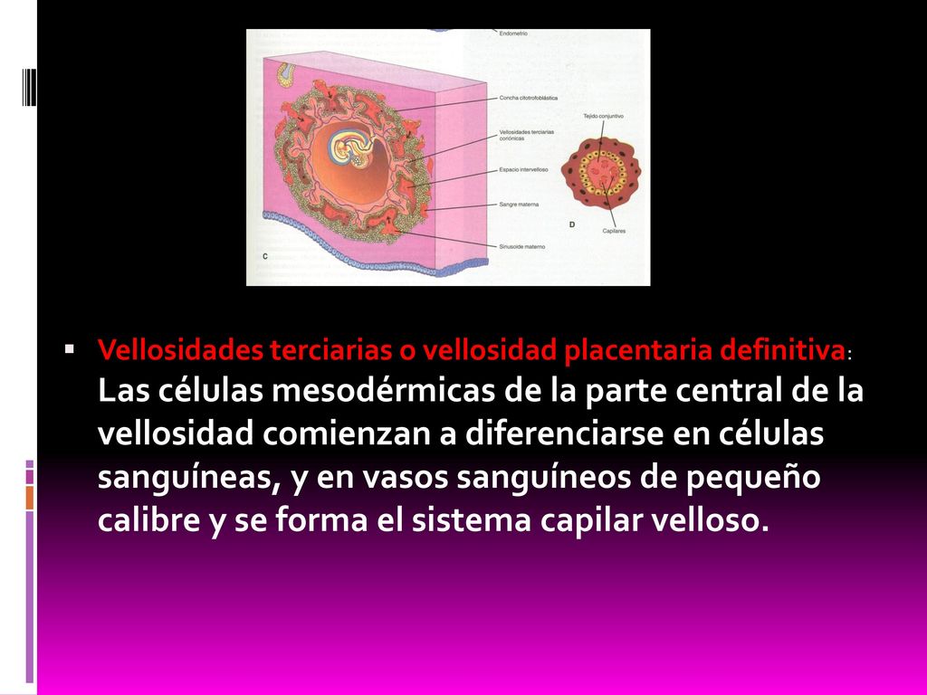 Vellosidades terciarias o vellosidad placentaria definitiva: Las células mesodérmicas de la parte central de la vellosidad comienzan a diferenciarse en células sanguíneas, y en vasos sanguíneos de pequeño calibre y se forma el sistema capilar velloso.