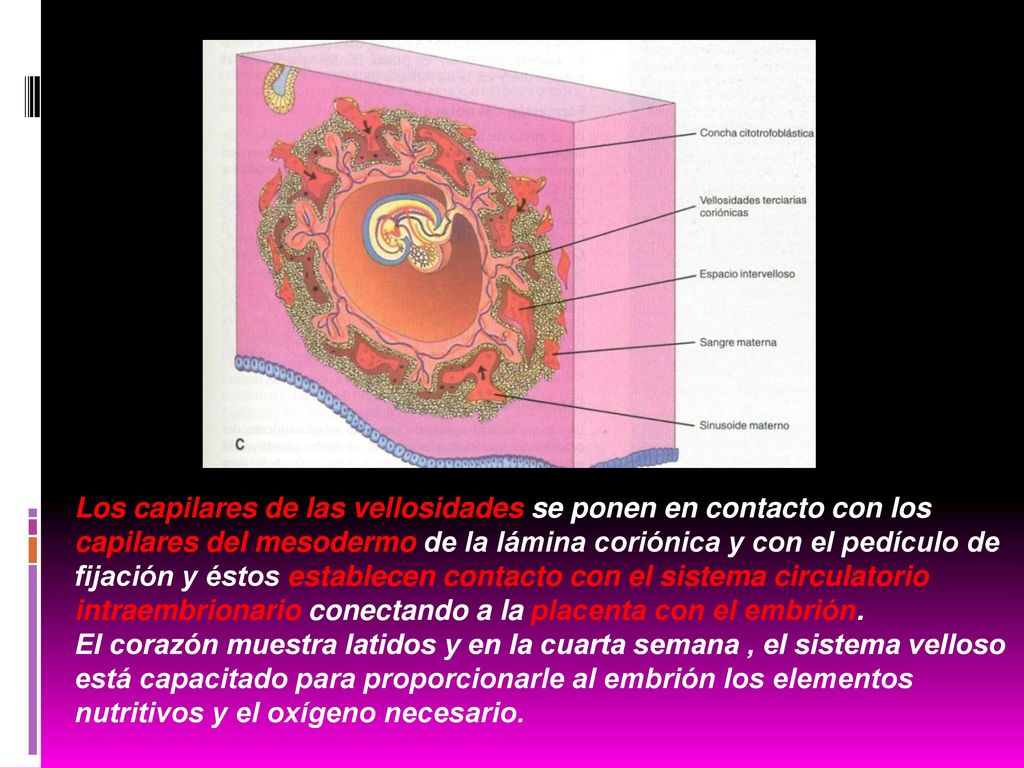 Los capilares de las vellosidades se ponen en contacto con los capilares del mesodermo de la lámina coriónica y con el pedículo de fijación y éstos establecen contacto con el sistema circulatorio intraembrionario conectando a la placenta con el embrión.