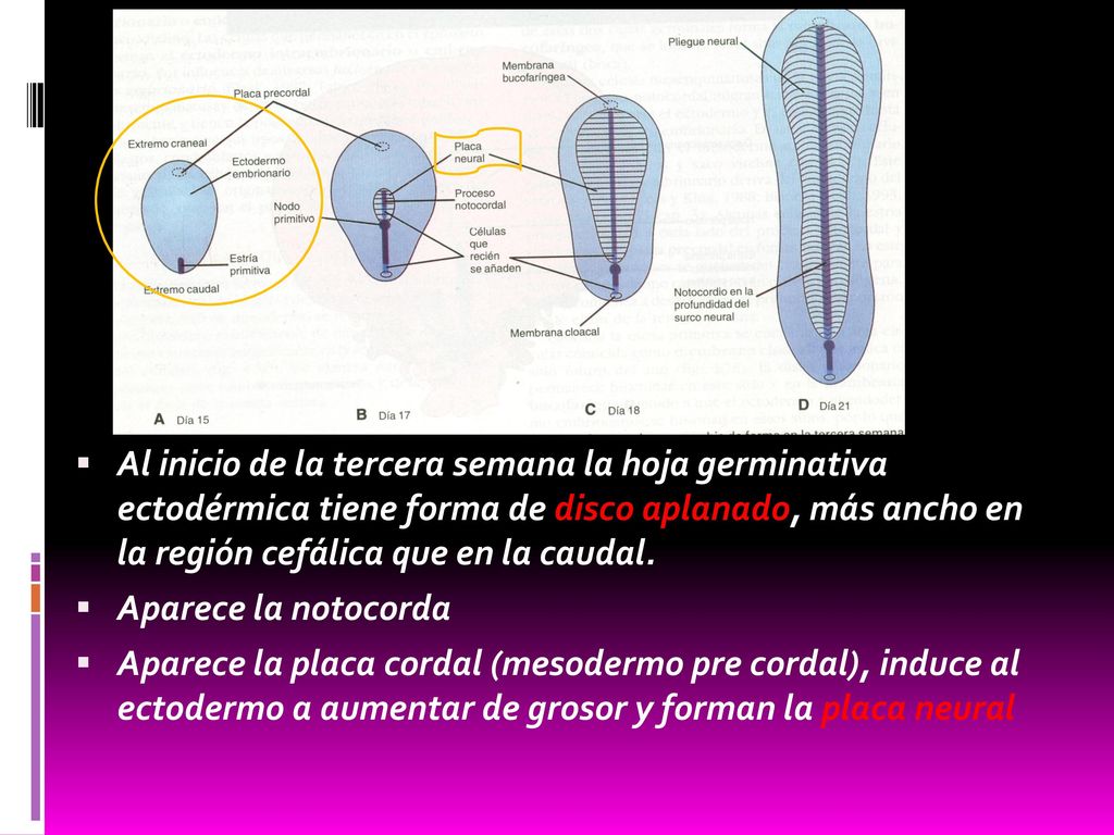 Al inicio de la tercera semana la hoja germinativa ectodérmica tiene forma de disco aplanado, más ancho en la región cefálica que en la caudal.