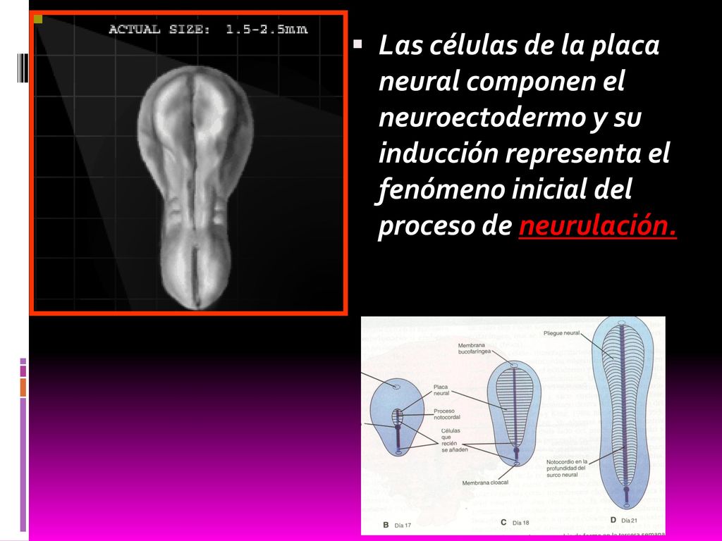 Las células de la placa neural componen el neuroectodermo y su inducción representa el fenómeno inicial del proceso de neurulación.