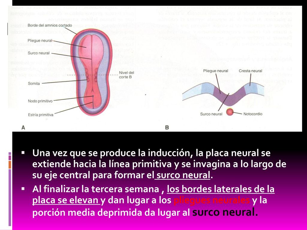 Una vez que se produce la inducción, la placa neural se extiende hacia la línea primitiva y se invagina a lo largo de su eje central para formar el surco neural.