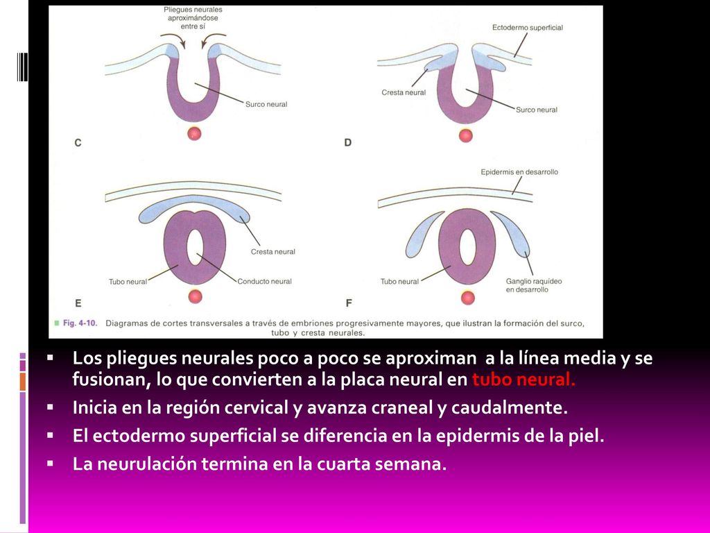 Los pliegues neurales poco a poco se aproximan a la línea media y se fusionan, lo que convierten a la placa neural en tubo neural.