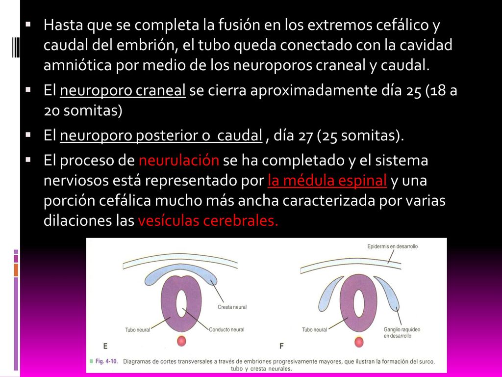 Hasta que se completa la fusión en los extremos cefálico y caudal del embrión, el tubo queda conectado con la cavidad amniótica por medio de los neuroporos craneal y caudal.