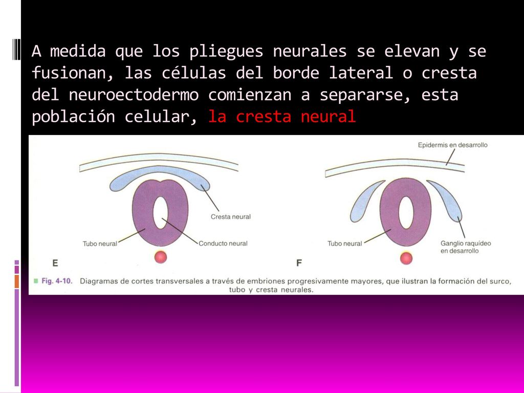 A medida que los pliegues neurales se elevan y se fusionan, las células del borde lateral o cresta del neuroectodermo comienzan a separarse, esta población celular, la cresta neural
