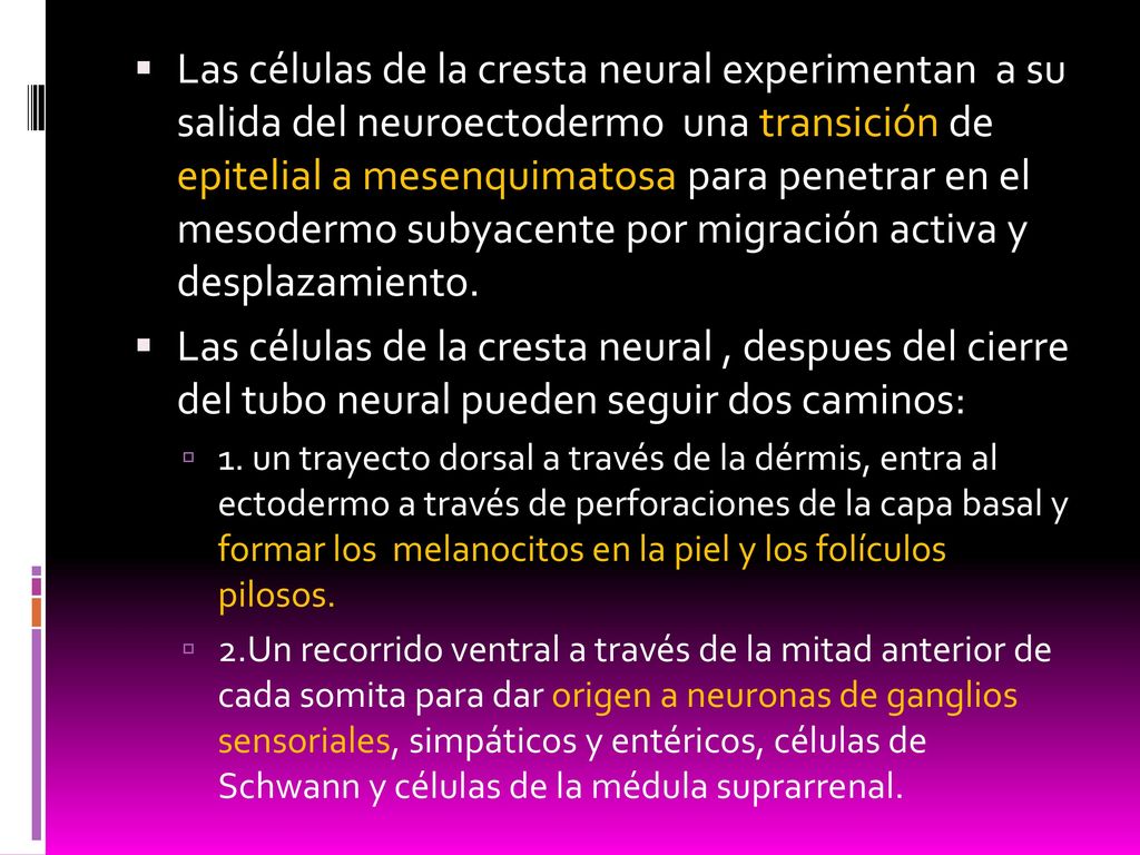 Las células de la cresta neural experimentan a su salida del neuroectodermo una transición de epitelial a mesenquimatosa para penetrar en el mesodermo subyacente por migración activa y desplazamiento.