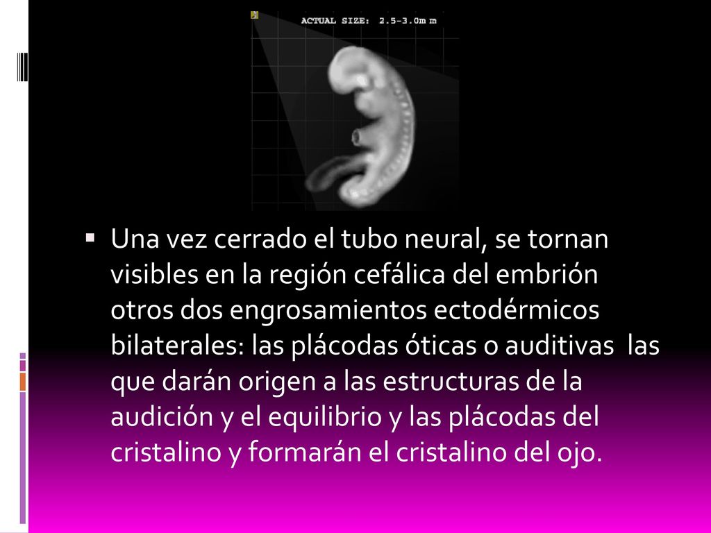 Una vez cerrado el tubo neural, se tornan visibles en la región cefálica del embrión otros dos engrosamientos ectodérmicos bilaterales: las plácodas óticas o auditivas las que darán origen a las estructuras de la audición y el equilibrio y las plácodas del cristalino y formarán el cristalino del ojo.