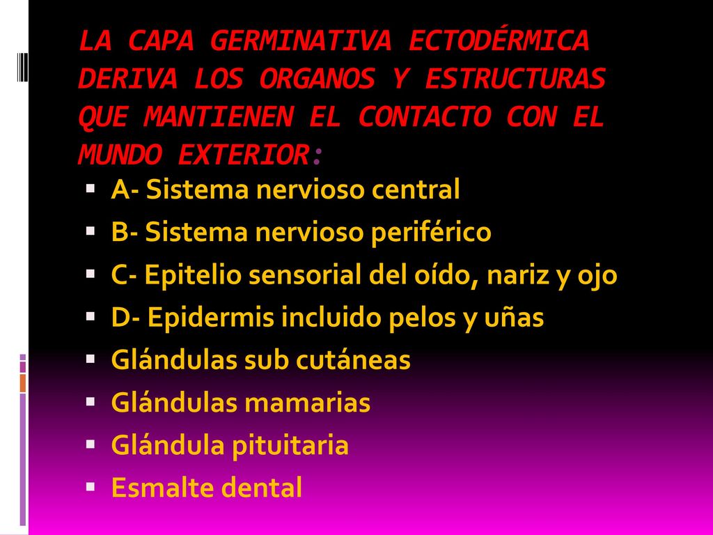 LA CAPA GERMINATIVA ECTODÉRMICA DERIVA LOS ORGANOS Y ESTRUCTURAS QUE MANTIENEN EL CONTACTO CON EL MUNDO EXTERIOR: