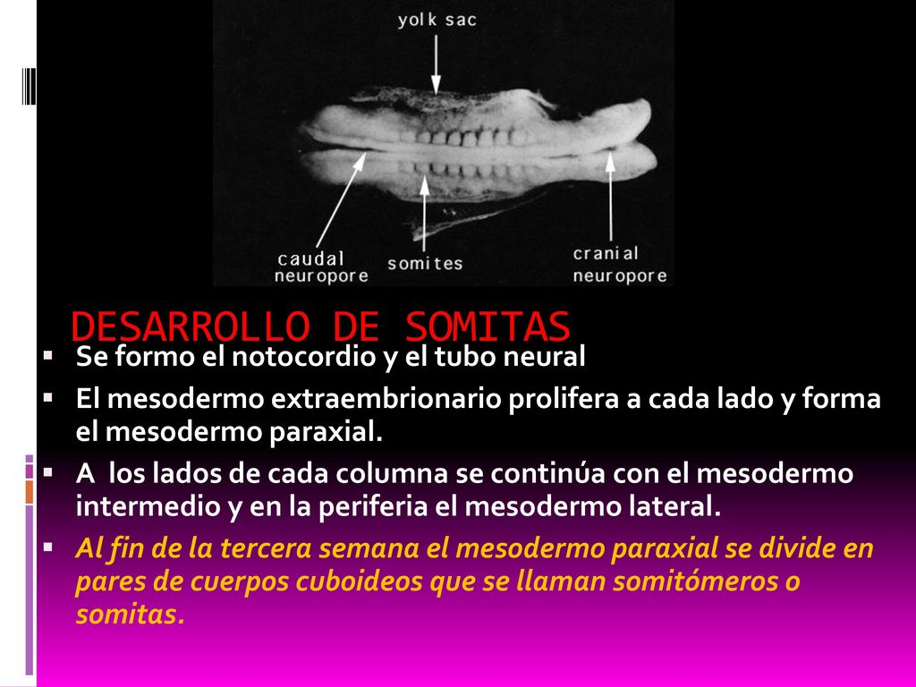 DESARROLLO DE SOMITAS Se formo el notocordio y el tubo neural