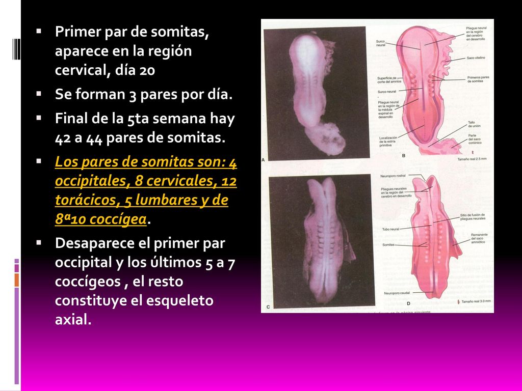 Primer par de somitas, aparece en la región cervical, día 20