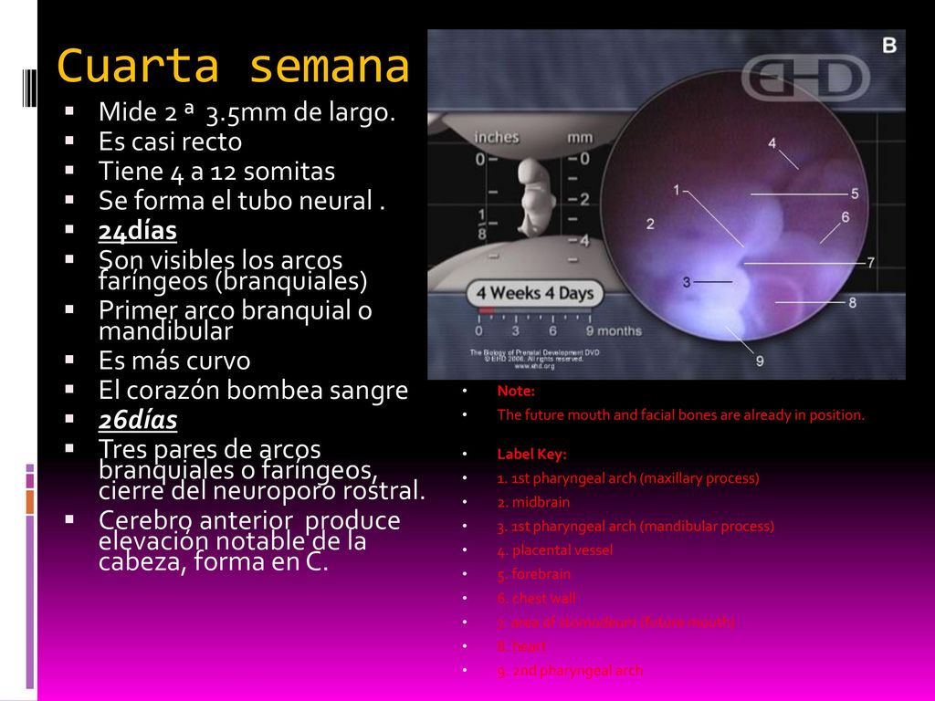 Cuarta semana Mide 2 ª 3.5mm de largo. Es casi recto