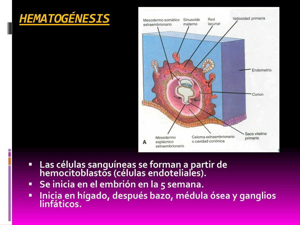 HEMATOGÉNESIS Las células sanguíneas se forman a partir de hemocitoblastos (células endoteliales).