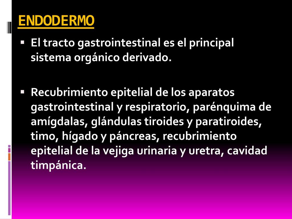 ENDODERMO El tracto gastrointestinal es el principal sistema orgánico derivado.