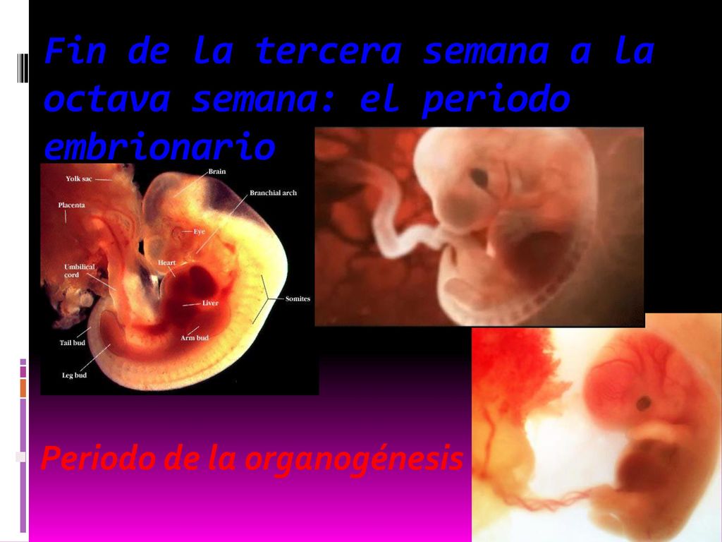 Fin de la tercera semana a la octava semana: el periodo embrionario