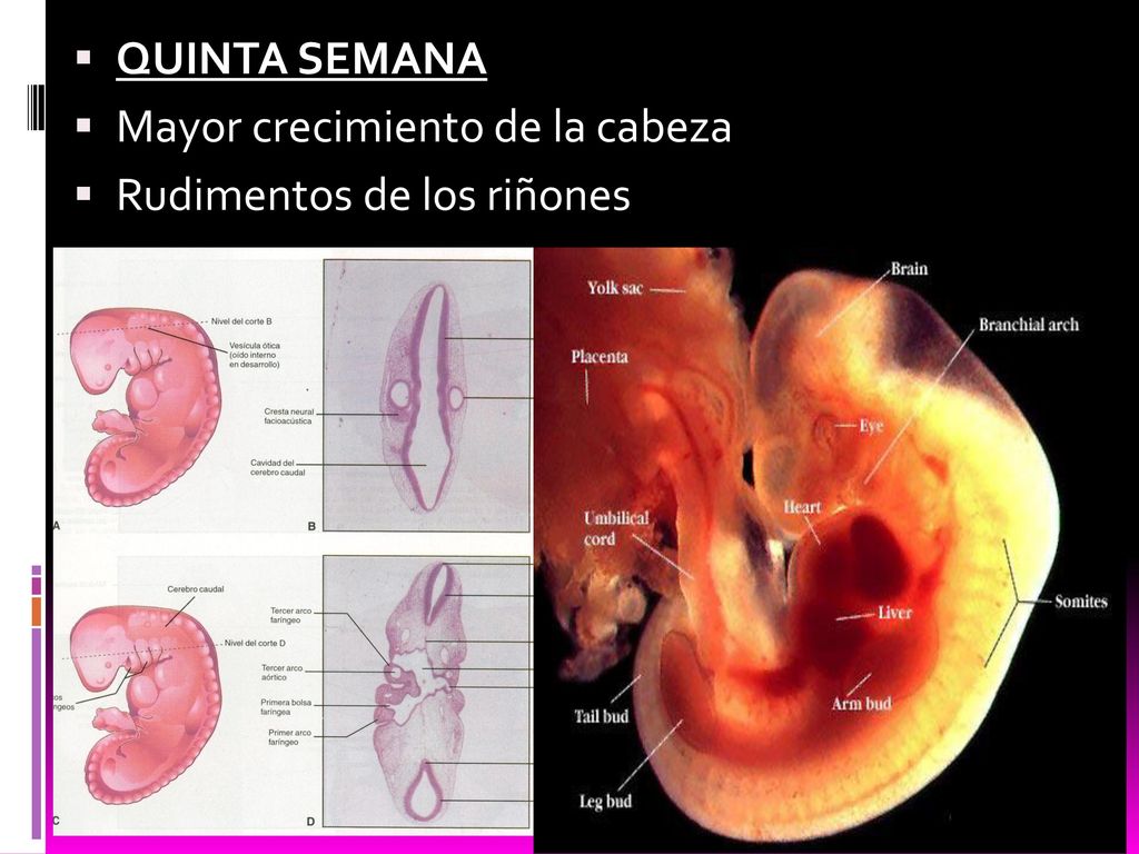 QUINTA SEMANA Mayor crecimiento de la cabeza Rudimentos de los riñones