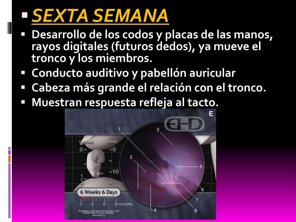 SEXTA SEMANA Desarrollo de los codos y placas de las manos, rayos digitales (futuros dedos), ya mueve el tronco y los miembros.
