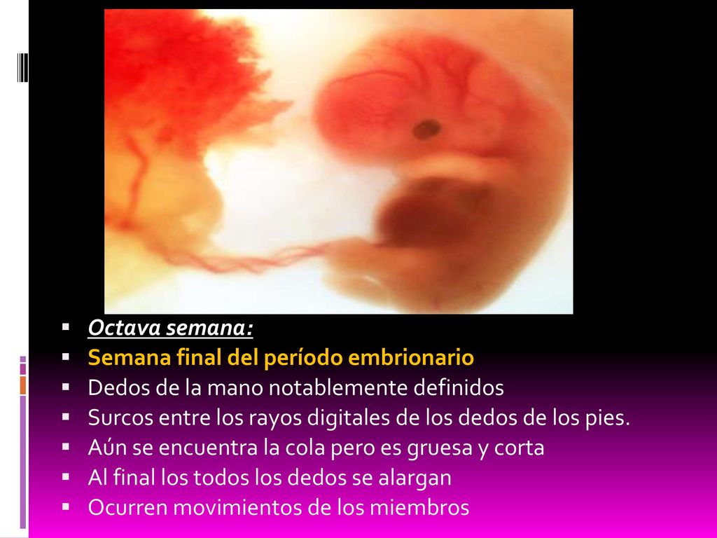 Octava semana: Semana final del período embrionario. Dedos de la mano notablemente definidos.