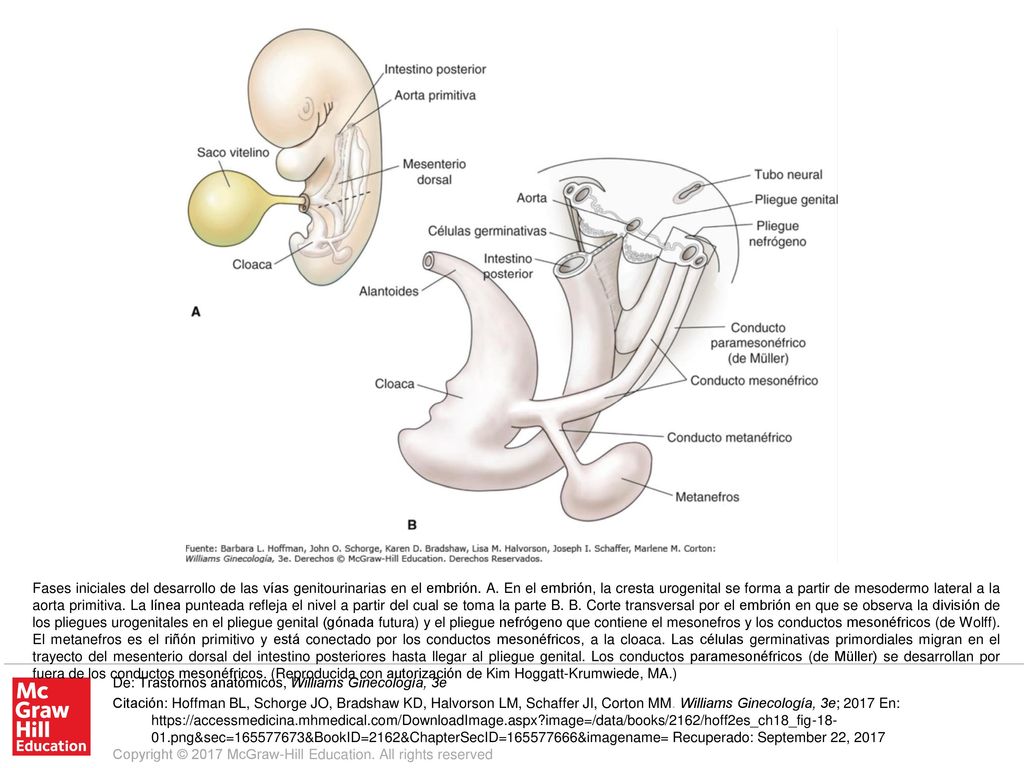 Fases iniciales del desarrollo de las vías genitourinarias en el embrión. A. En el embrión, la cresta urogenital se forma a partir de mesodermo lateral a la aorta primitiva. La línea punteada refleja el nivel a partir del cual se toma la parte B. B. Corte transversal por el embrión en que se observa la división de los pliegues urogenitales en el pliegue genital (gónada futura) y el pliegue nefrógeno que contiene el mesonefros y los conductos mesonéfricos (de Wolff). El metanefros es el riñón primitivo y está conectado por los conductos mesonéfricos, a la cloaca. Las células germinativas primordiales migran en el trayecto del mesenterio dorsal del intestino posteriores hasta llegar al pliegue genital. Los conductos paramesonéfricos (de Müller) se desarrollan por fuera de los conductos mesonéfricos. (Reproducida con autorización de Kim Hoggatt-Krumwiede, MA.)