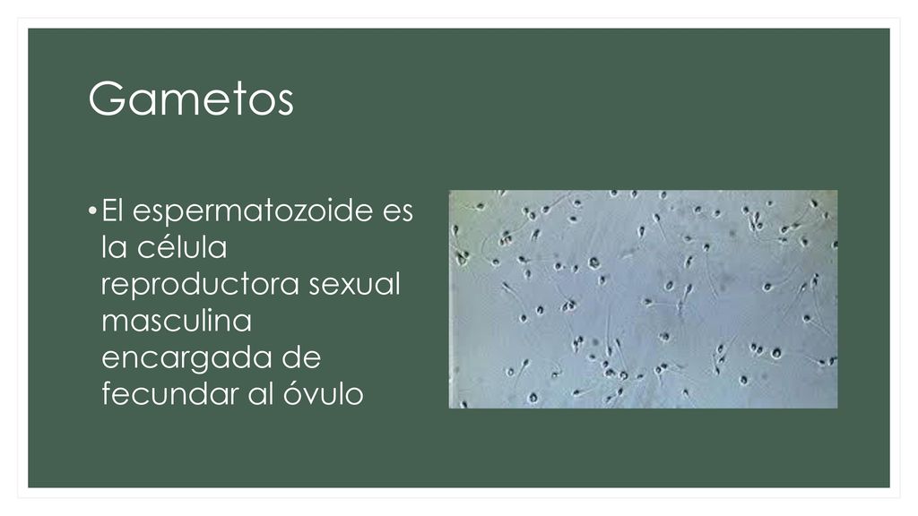 Gametos El espermatozoide es la célula reproductora sexual masculina encargada de fecundar al óvulo.