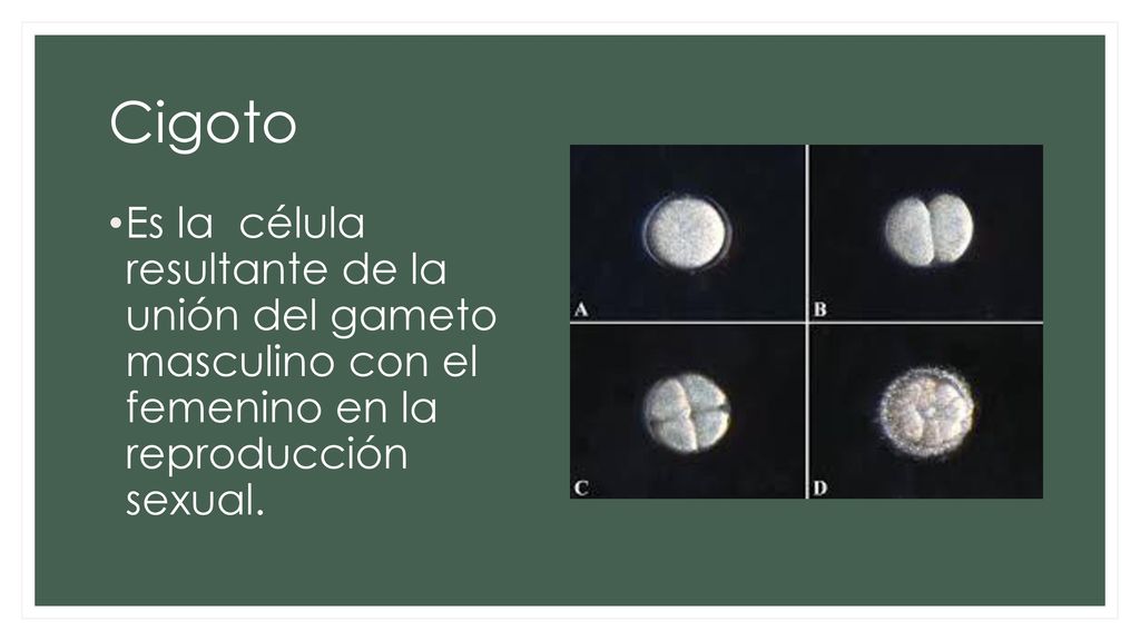Cigoto Es la célula resultante de la unión del gameto masculino con el femenino en la reproducción sexual.