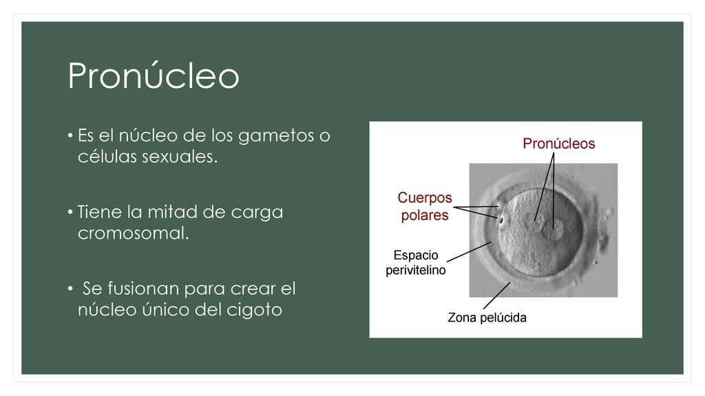 Pronúcleo Es el núcleo de los gametos o células sexuales.
