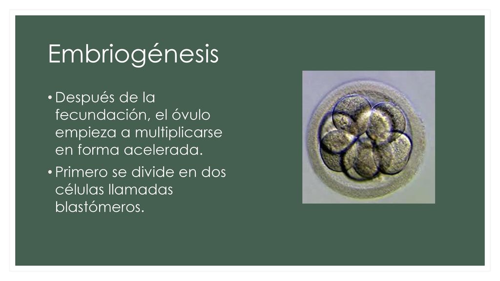 Embriogénesis Después de la fecundación, el óvulo empieza a multiplicarse en forma acelerada.
