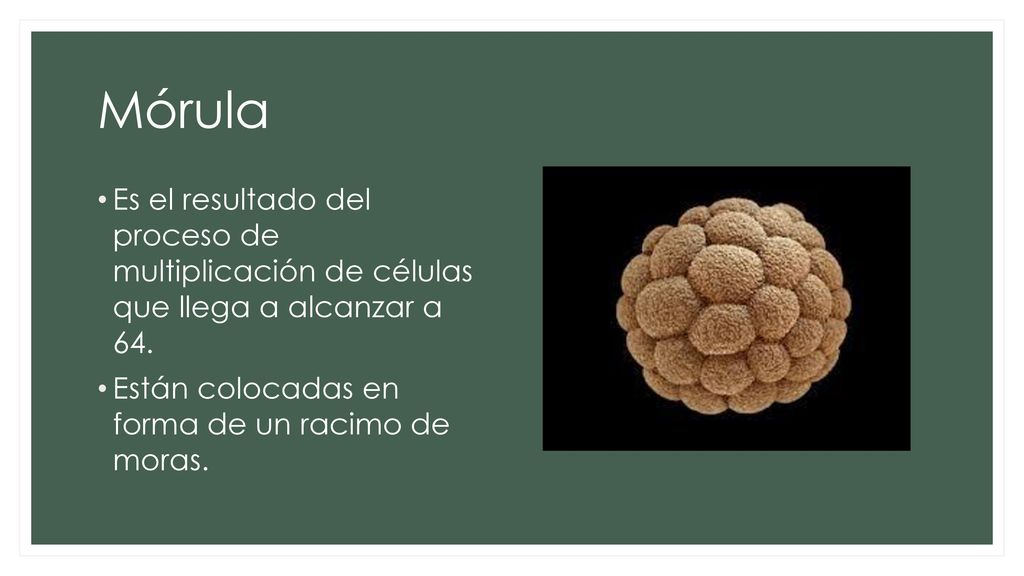 Mórula Es el resultado del proceso de multiplicación de células que llega a alcanzar a 64.