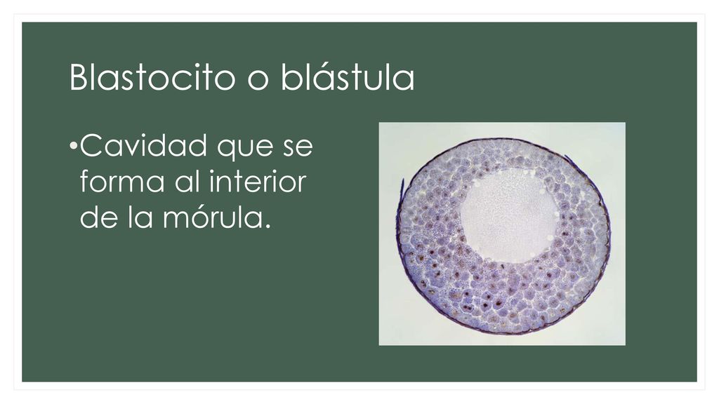 Blastocito o blástula Cavidad que se forma al interior de la mórula.