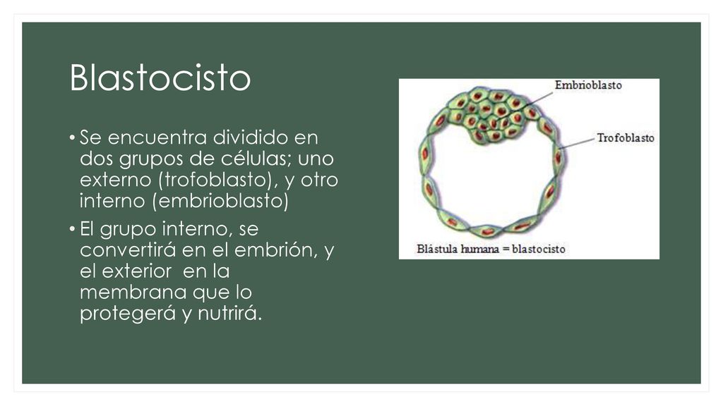 Blastocisto Se encuentra dividido en dos grupos de células; uno externo (trofoblasto), y otro interno (embrioblasto)